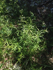 Galium aristatum