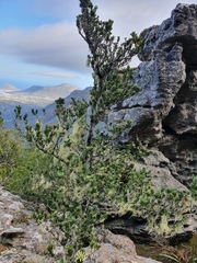 Podocarpus latifolius