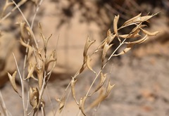 Astragalus remotus