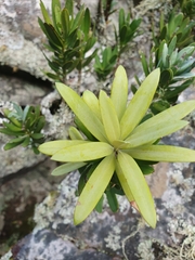 Podocarpus latifolius