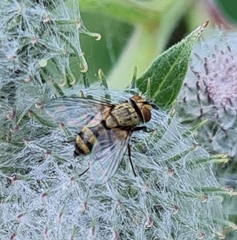 Bactromyia aurulenta
