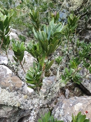 Podocarpus latifolius