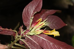 Columnea tessmannii