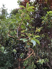 Urceola micrantha