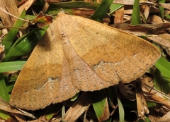 Ophyx ochroptera
