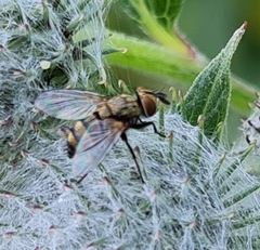Bactromyia aurulenta