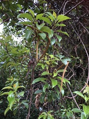 Urceola micrantha