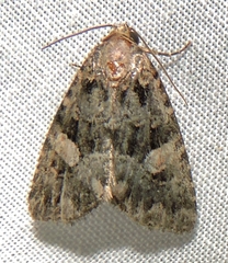 Condica macrosema