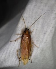 Ischnoptera bilunata