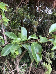 Urceola micrantha