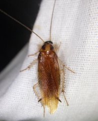 Ischnoptera bilunata