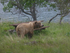 Ursus arctos middendorffi