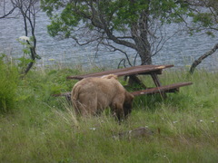 Ursus arctos middendorffi