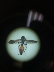 Dasymutilla scaevola