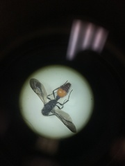 Dasymutilla scaevola