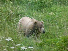 Ursus arctos middendorffi