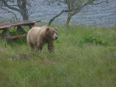 Ursus arctos middendorffi