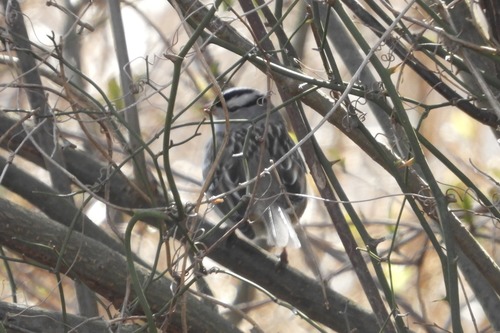 White-crowned Sparrow photographed in Delaware