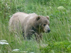 Ursus arctos middendorffi