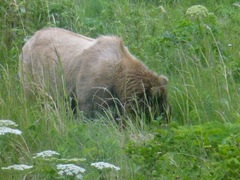 Ursus arctos middendorffi