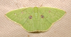 Comostola leucomerata