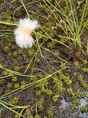 Eriophorum chamissonis