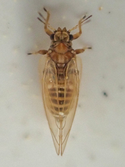 Bactericera shepherdiae