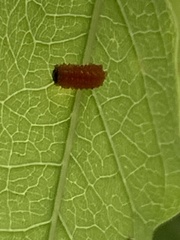 Disonycha discoidea