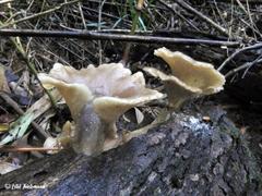 Hohenbuehelia geogenia