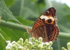 Junonia