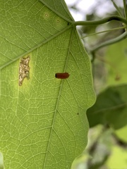 Disonycha discoidea