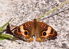 Junonia