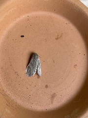 Lepidoptera