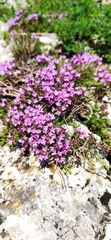 Thymus tauricus