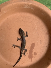 Hemidactylus mabouia