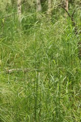 Calamagrostis purpurea