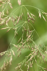 Calamagrostis purpurea