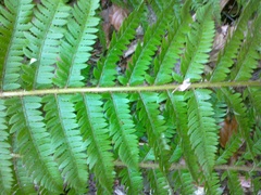 Polystichum aculeatum