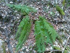 Polystichum aculeatum