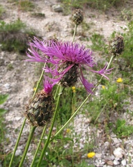 Centaurea scabiosa scabiosa