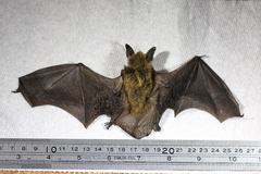 Myotis thysanodes