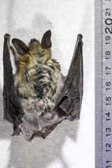 Myotis thysanodes