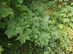 Acer platanoides