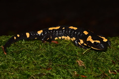 Salamandra salamandra terrestris