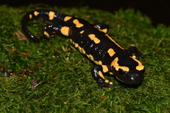 Salamandra salamandra terrestris