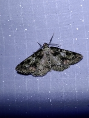 Cleorodes lichenaria