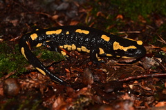 Salamandra salamandra terrestris