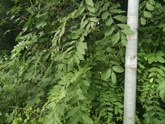 Fraxinus excelsior