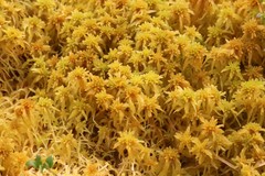 Sphagnum balticum