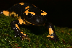 Salamandra salamandra terrestris
